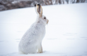 Зайцы-беляки начали образовывать пары – биолог Павел Глазков